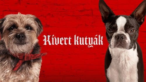 Kivert kutyák – 10. kép
